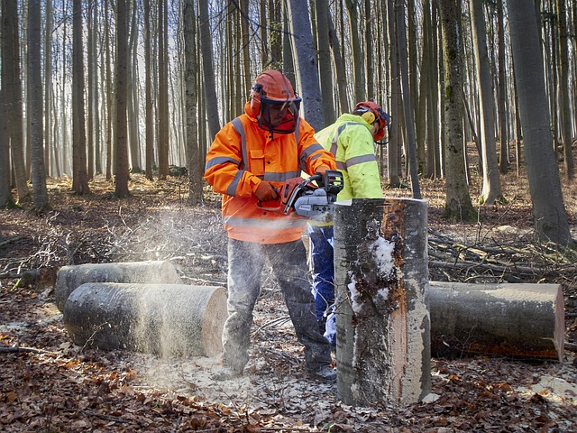 Zwei Waldarbeiter in Warnschutzkleidung, die mit Kettens&auml;gen B&auml;ume s&auml;gen. Im Hintergrund sieht man einen winterlichen Wald.