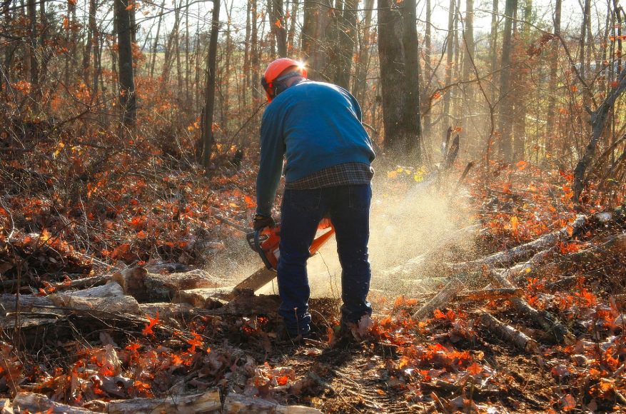 Arbeiter in Jeans und blauem Hemd mit orangem Schutzhelm und Handschuhen, der in einer herbstlichen Waldlichtung mit einer Kettensäge Holz sägt. Ein Link zu unserer Kettensägen-Schutzkleidung ist hinterlegt.