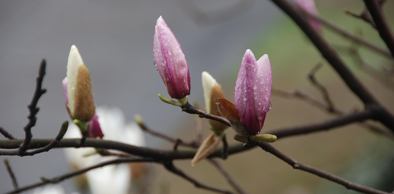 Magnolienzwei mit Blütenknospen in zartem Rosa und Pink. Der Hintergrund ist verschwommen und grün. Regentropfen hängen an den Blütenblättern.