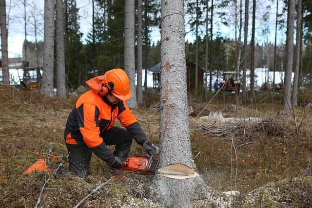 Ein Waldarbeiter in oranger Warnschutzkleidung, Handschuhen und Helm sägt einen Baum mit einer Kettensäge. Im Hintergrund sieht man einen winterlichen Wald.